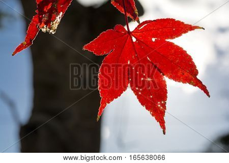 Sunlight leaking from vivid red maple leaf holes