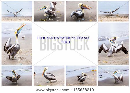 Collage of pelicans on Ballestas IslandsPeru South America in Paracas National park.Flora and fauna