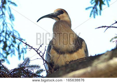 Bandurria bird standing on a tree branch (patagonian typical bird, which eats worms digging the ground with its beak)