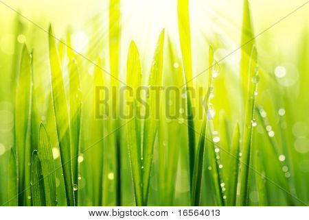 frisches Gras mit Tropfen in der Sonne (shallow Dof)