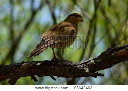 Falcon looking for its prey from a tree branch