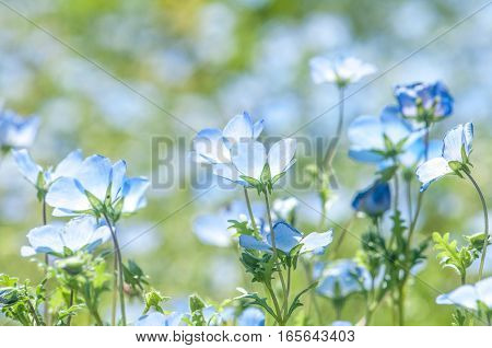 So beautiful blue nemophila blooms abundantly .