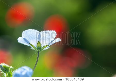 So beautiful blue nemophila blooms abundantly .