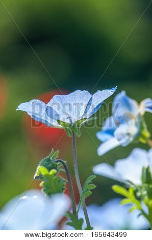 So beautiful blue nemophila blooms abundantly .