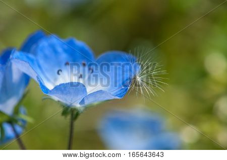 In the sunlight, beautiful blue nemophila is in full bloom.