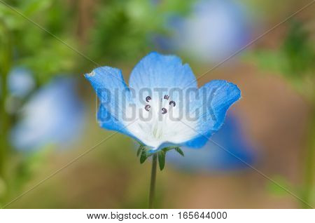 In the sunlight, beautiful blue nemophila is in full bloom.