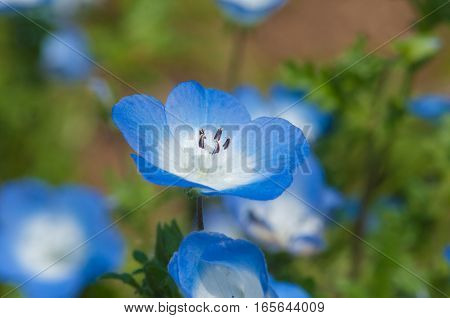 In the sunlight, beautiful blue nemophila is in full bloom.
