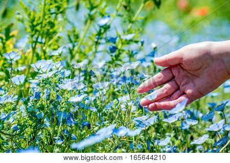 Nemophila is so beautiful flower , in Japan.