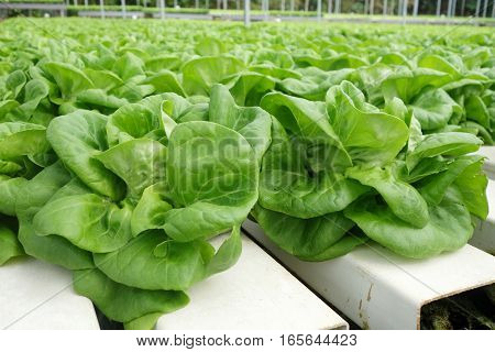 Commercial Greenhouse Soilless Cultivation Of Vegetables