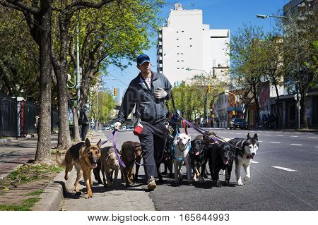 Buenos Aires Argentina - October 8 2013: Dog walker (Pasea Peros) with a pack of dogs in a street of the San Telmo neighborhood in the city of Buenos Aires Argentina.