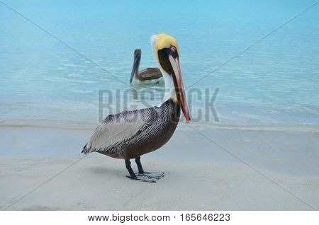Pelican with golden head and light blue eyes at the caribbean seaside, and brown pelican swimming behind