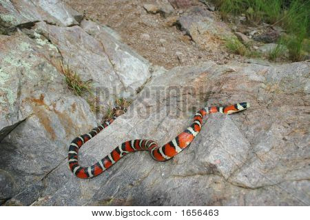 Sonoran berg Kingsnake
