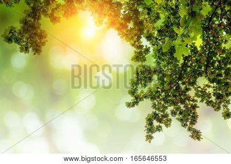 Blur green leaves on abstract bokeh natrue background