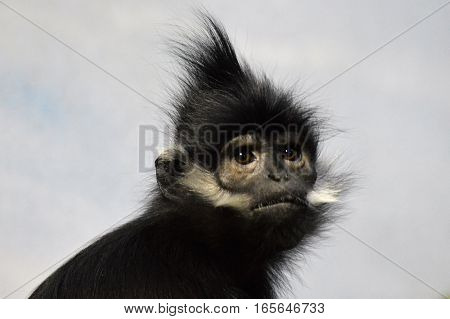 A close up of a Francois Langur Monkey