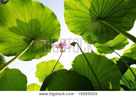 Lotus Aufstieg bis zum Himmel