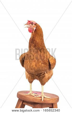 portrait full body of brown chicken standing on wood desk isolated white background