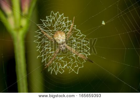 spider web with colorful brightness background natural