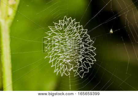 spider web left the cobwebs with a background brightness of the colors.