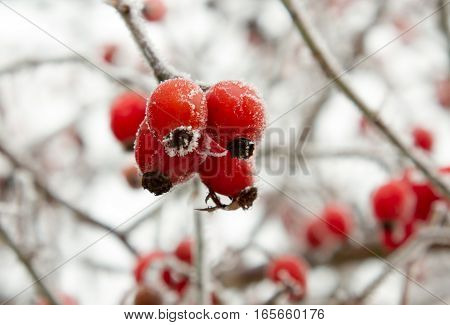 Red rosehip berries in winter frost closeup. Foto