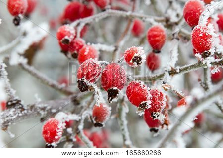 Red rosehip berries in winter frost closeup. Foto