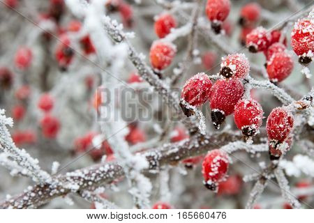 Rosa canina, dog-rose with ripened fresh red fruits, rosehips, frozen shrub, snow, two, sunlight