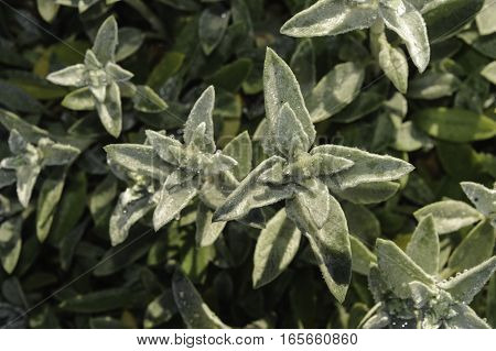 Lamb's-ear with dew on its suede-like foliage