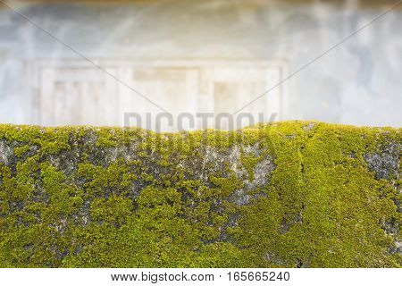 Green moss on the wall and blurred background.