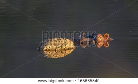 Hippopotamus in Kruger national park, South Africa ; Specie Hippopotamus amphibius family of Hippopotamidae