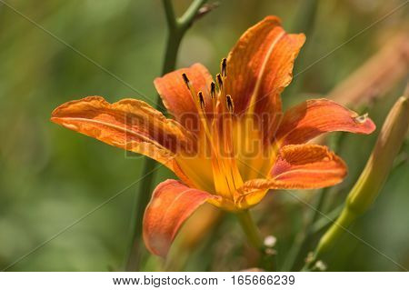 Wild orange lily flower closeup macro on a green background