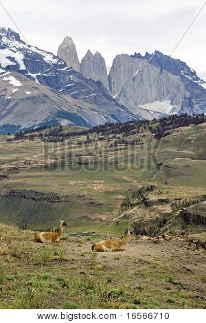 Guanaco'er hvile i foden i Patagonien