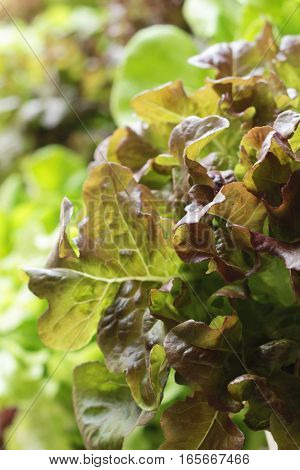 fresh lettue hydroponics for helth in garden