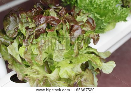 fresh lettue hydroponics for helth in garden