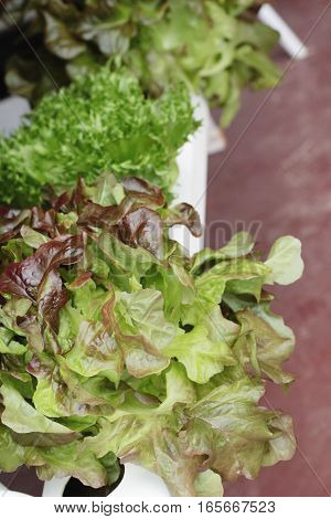fresh lettue hydroponics for helth in garden