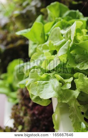 fresh lettue hydroponics for helth in garden
