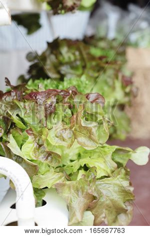 fresh lettue hydroponics for helth in garden