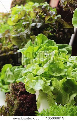 fresh lettue hydroponics for helth in garden