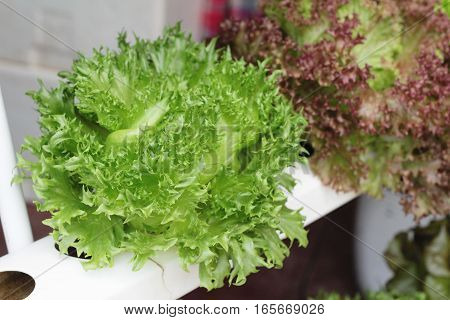 fresh lettue hydroponics for helth in garden