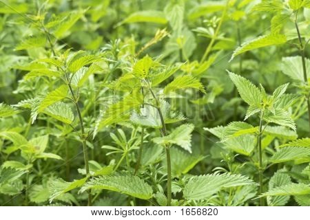 Stinging Nettles