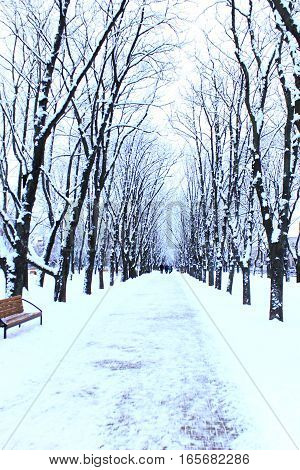 beautiful winter park with many big trees and path