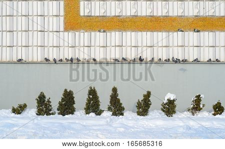 Expectation concept. Pigeons on a ledge huddled together in a line. The element of the facade of the building with landscaping fragments. Fir trees planted unlikely