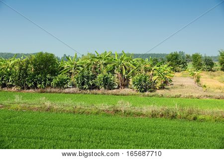 Thailand Agriculture