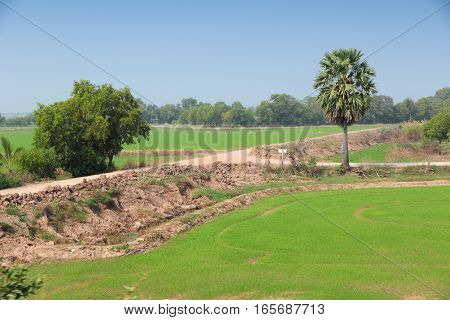 Rice Fields In Thailand