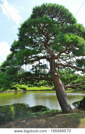 An evergreen pine tree growing near a small lake within the Shinjuku Gyoen National Garden in Tokyo Japan on a sunny day.