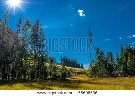 Sunlit Bog with Forest in Scenci Austria