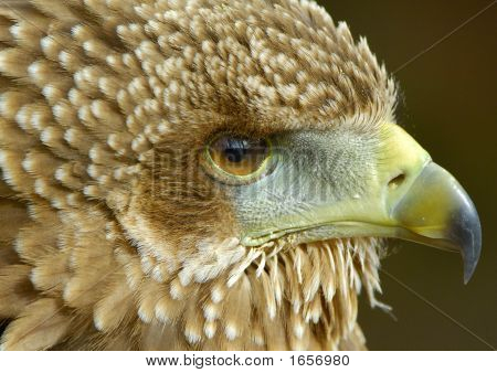 Bateleur Eagle Juvenile portræt 1