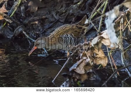 A Water Rail (rallus Aquaticus) Is Wading Through The River Erbach.