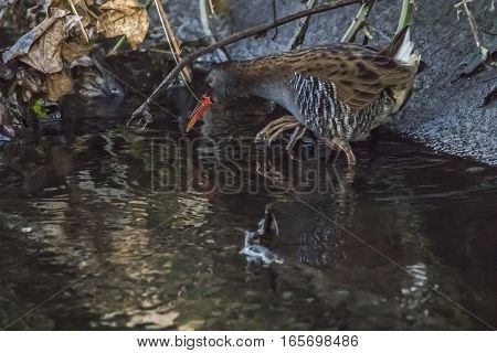 A Water Rail (rallus Aquaticus) Is Wading Through The River Erbach.