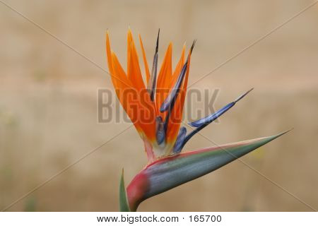 Strelitzia