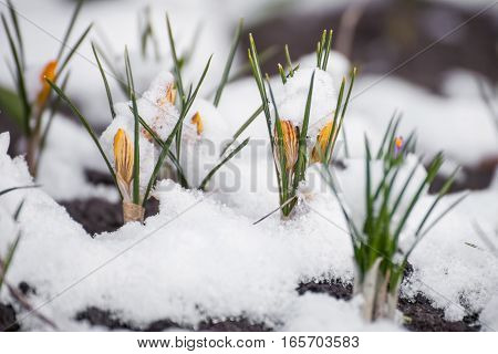 Yellow crocuses growing up through the snow in early spring