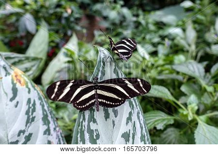 Zebra Longwing, (Heliconius charitonia) - butterfly, close up